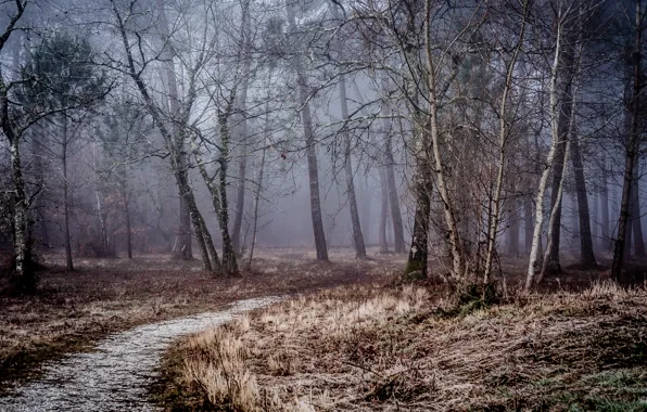 Winter, forest, trees, fog, morning, path