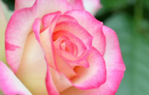 Macro, nature, roses, petals