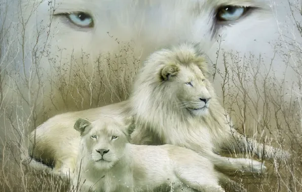 Picture look, family, white lions, couple. stay