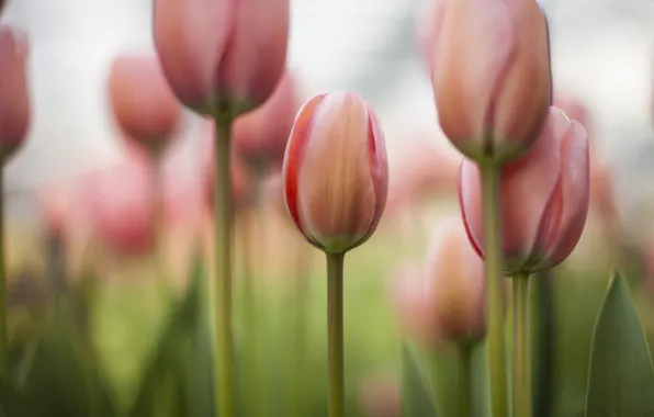 Field, flowers, focus, spring, tulips, pink