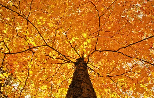 Picture autumn, tree, beautiful