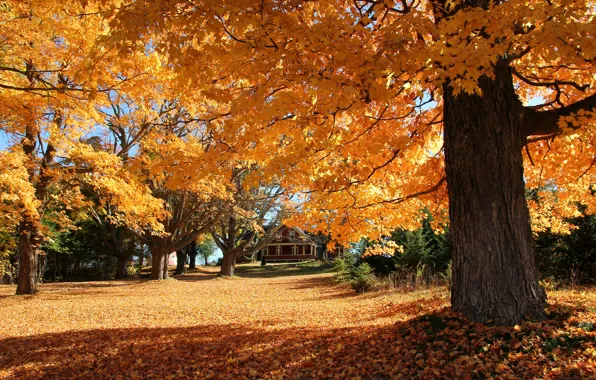 Picture autumn, leaves, trees, house, slope, yard