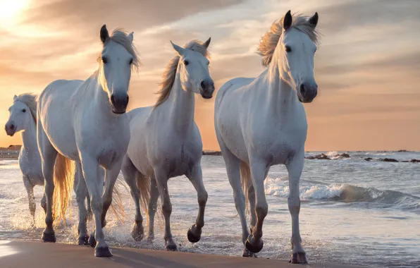 Sea, wave, nature, dawn, shore, horses, morning, horse