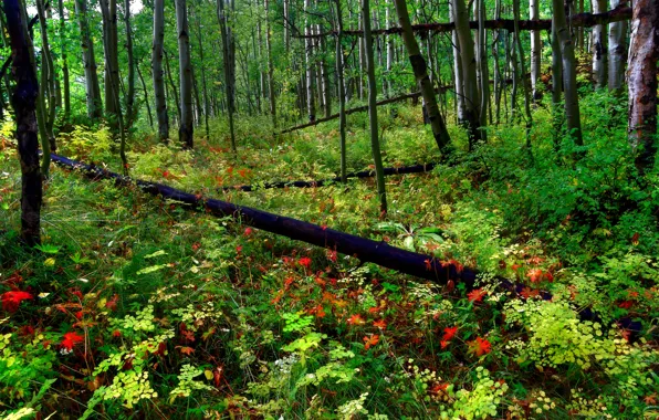 Picture forest, trees, flowers, thickets