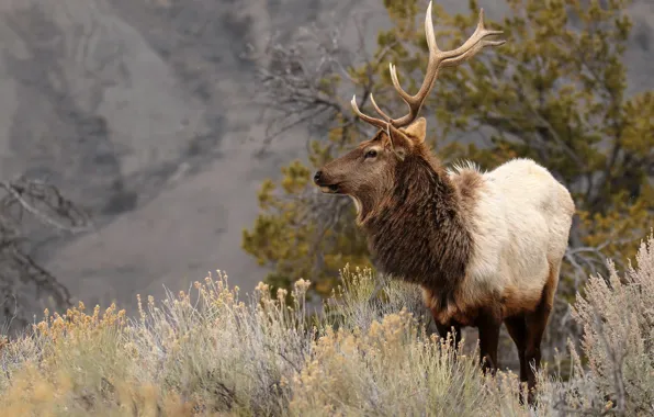 Mountains, nature, vegetation, deer, the bushes