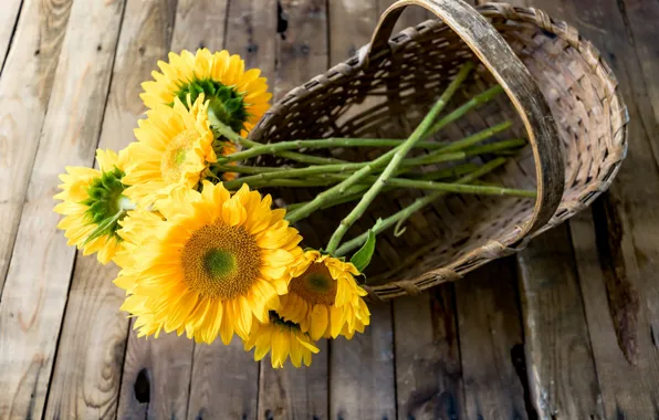 Picture flowers, sunflower, petals, flowering, flowers, sunflower