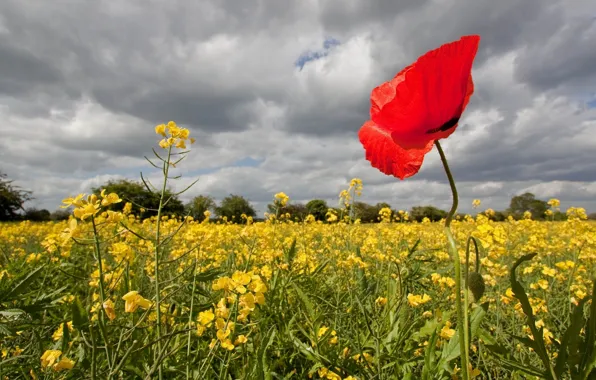 Picture field, Mac, rape