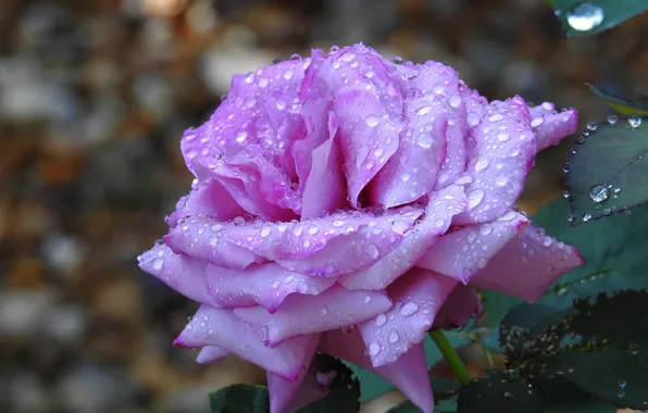 Drops, rose, lilac, bokeh