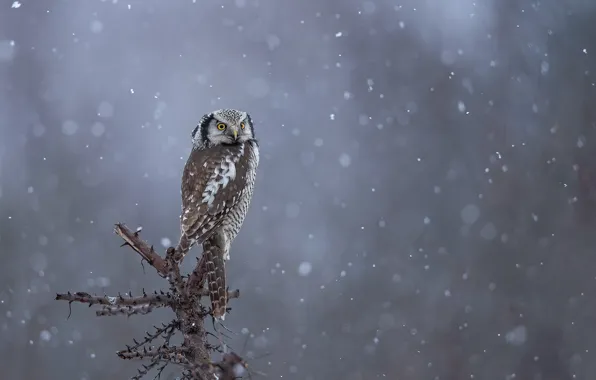 Winter, look, snow, branches, nature, background, owl, bird