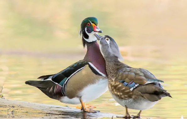 Picture background, romance, pair, Mandarin duck