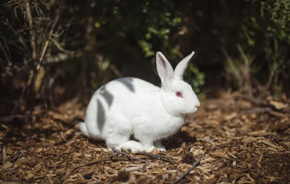 White, light, nature, the dark background, hare, rabbit, albino