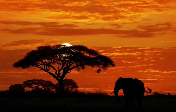 Picture the sky, sunset, tree, elephant, silhouette, Africa