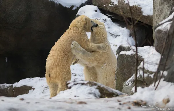 Winter, snow, rocks, the game, predators, fight, fight, pair