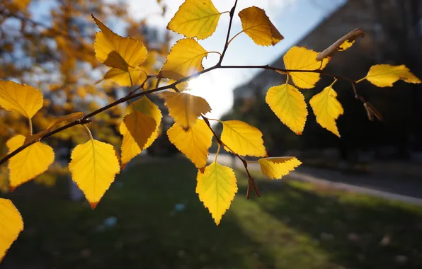 Autumn, leaves, nature, tree