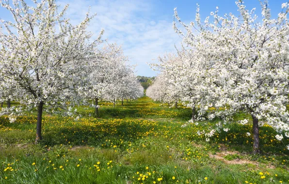 Nature, spring, garden