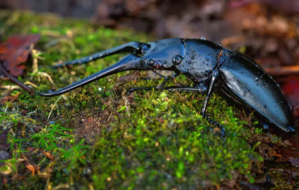 Drops, macro, nature, background, moss, beetle, horns, insect