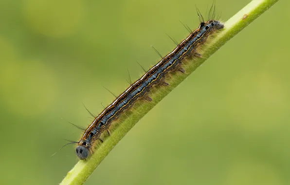 Macro, caterpillar, a blade of grass
