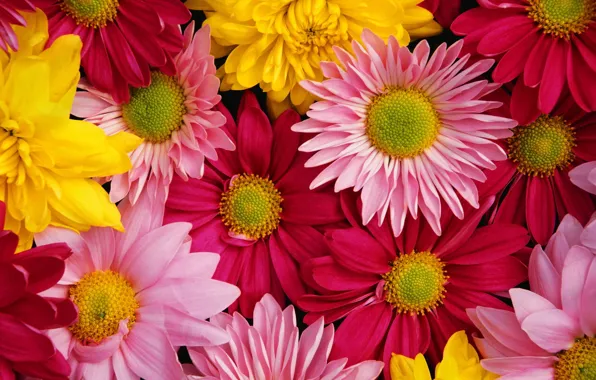 Picture bright, colorful, chrysanthemum