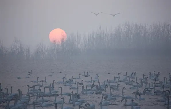 Picture the sun, trees, lake, sunrise, bird, swans