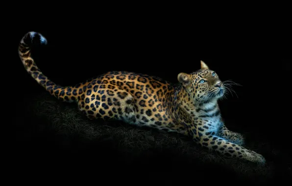 Picture leopard, lies, black background