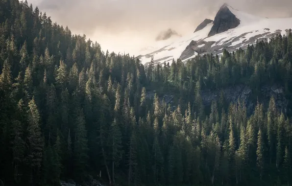 Forest, light, snow, mountains, fog, tops, morning, ate