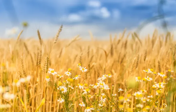 Wheat, field, summer, spike
