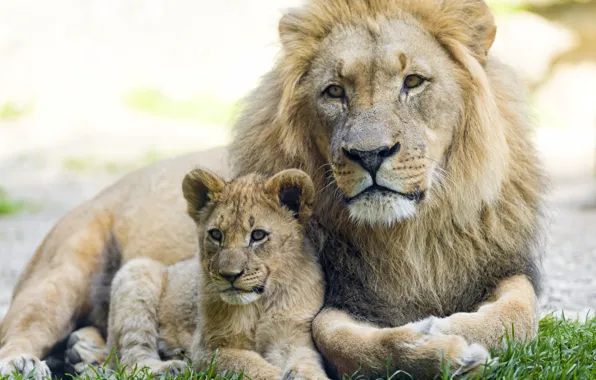 Cat, Leo, cub, kitty, lion, ©Tambako The Jaguar