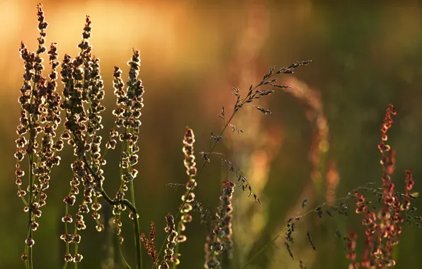 Nature, meadow, a blade of grass