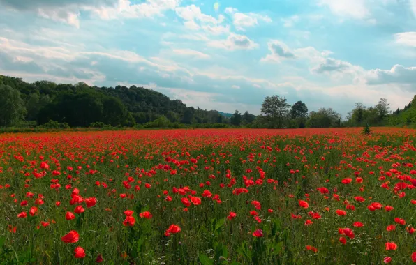 Picture summer, the sky, clouds, trees, flowers, glade, Maki, meadow