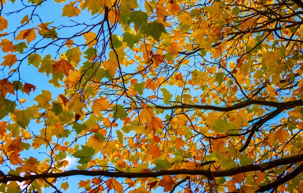 Autumn, the sky, leaves, branches, tree