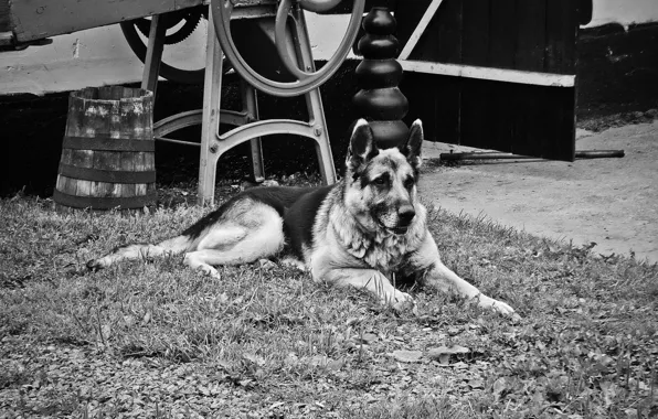 German shepherd, shepherd, germany, best friend