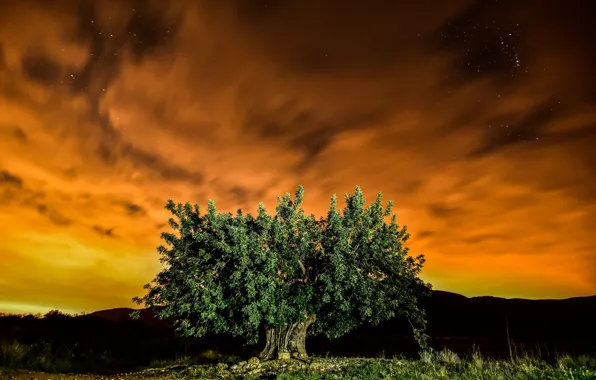 Picture night, nature, tree