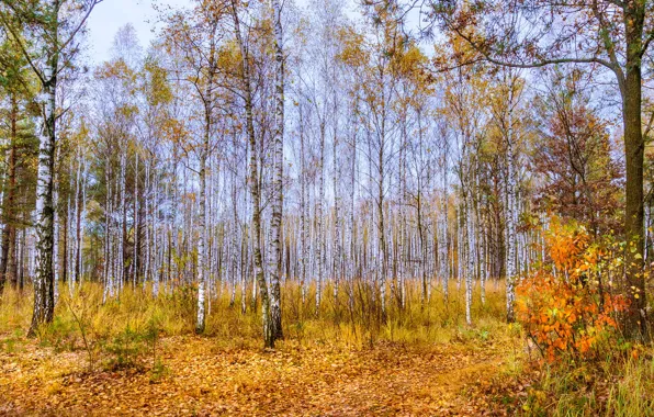 Autumn, forest, trees, foliage, birch, falling leaves, grove, the bushes