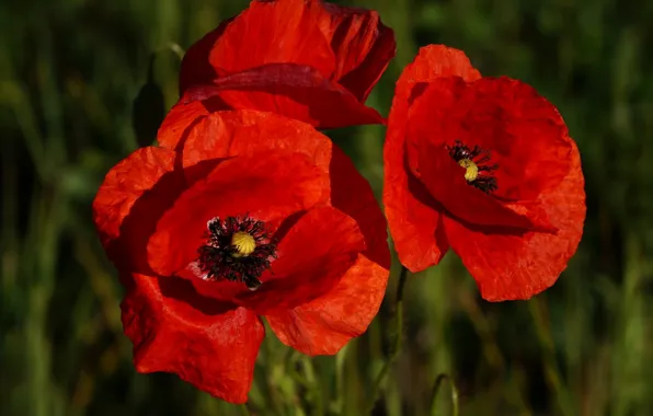 Red, flower, poppy, blooming