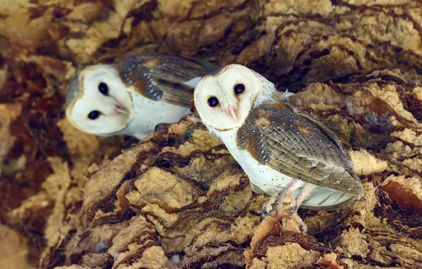 Look, birds, owls, the barn owl, two owls, barn owls