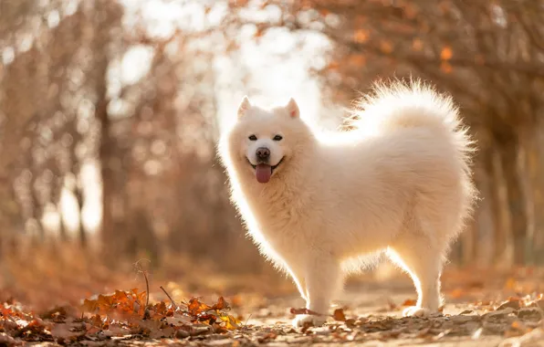 Language, look, light, trees, nature, foliage, dog, puppy