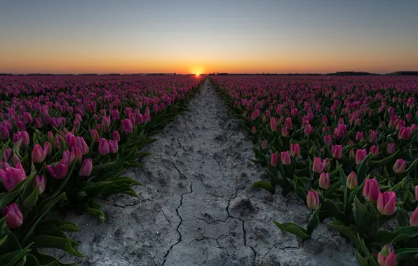 Sunset, flowers, spring, tulips, pink, the ranks, plantation, boundary