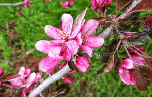 Picture macro, flowers, nature, cherry