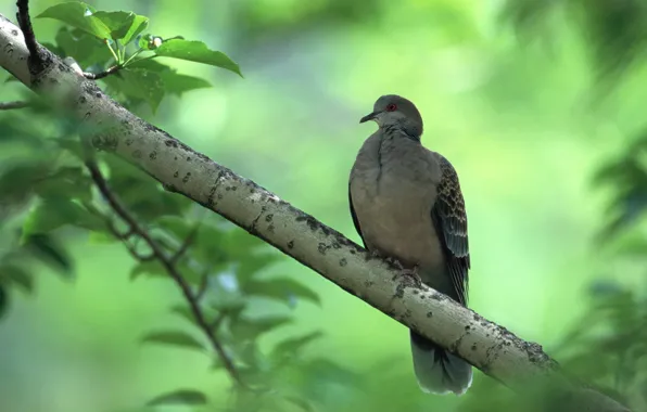 Picture leaves, bird, branch