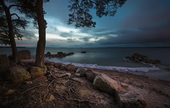 Sea, trees, roots, stones, coast, Bay, pine, Finland