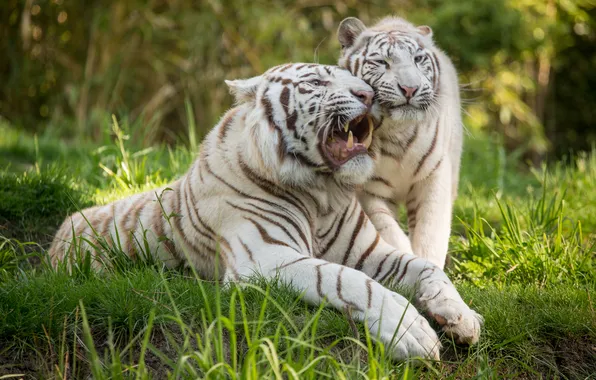 Cat, grass, pair, grin, white tiger