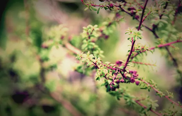 Picture Macro, Nature, Photo, Tree, Spring, Leaves, Branches