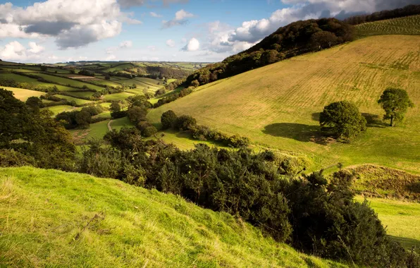 Picture grass, trees, hills, field, space, meadows