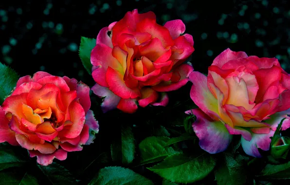 Leaves, nature, roses, garden, flowerbed