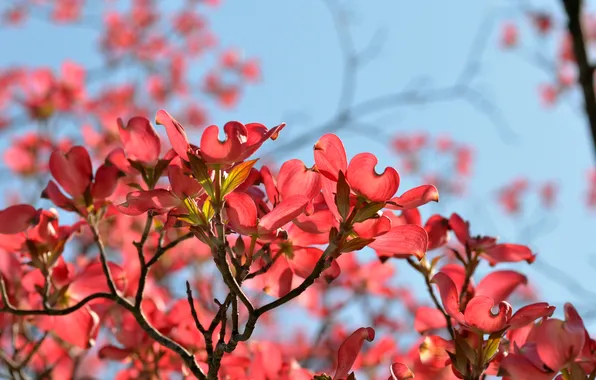The sky, flowers, branches, spring, Magnolia