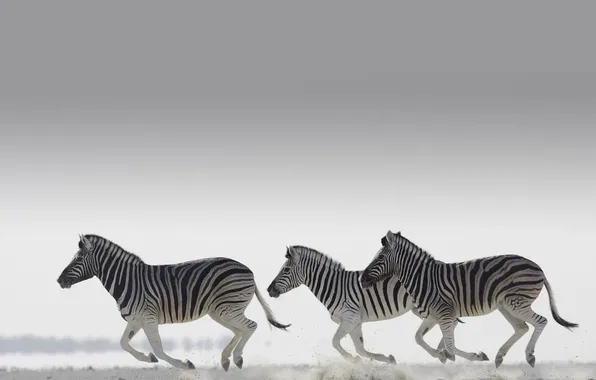 Picture light, running, Zebra, grey background, the herd