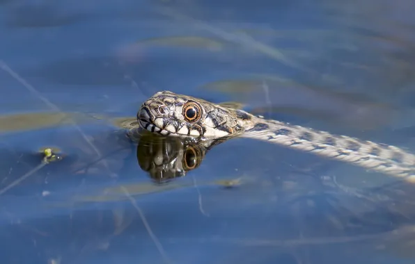 Picture water, nature, snake