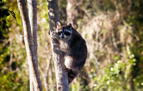 Picture nature, tree, photo, Raccoon