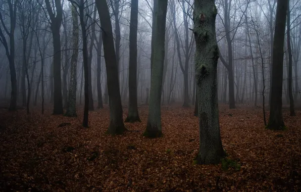 Picture forest, trees, nature, fog, Gerlinde Dumke