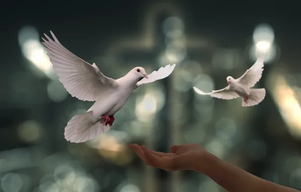 White, light, flight, rendering, bird, kindness, dove, hand